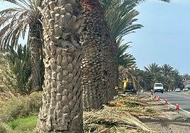 El Cabildo poda y sanea las 220 palmeras de la entrada por carretera a Gran Tarajal