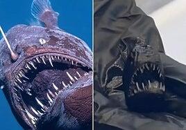 Realizan un TAC al diablo negro hallado en Tenerife