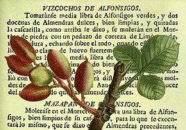 Del alfóncigo al pistacho