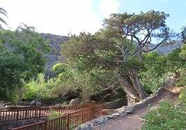 El Cabildo sana los árboles singulares con más achaques de Gran Canaria