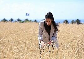 Trigo cosechado en la Granja Experimental, base para sombreras artesanales