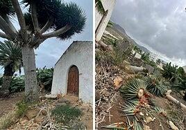 Ayuntamiento y vecinos denuncian la tala de un drago en Gáldar