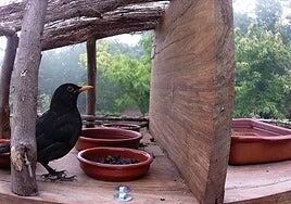 Los guardianes de la Selva de Doramas: cómo cuidar aves sirve para restaurar el ecosistema