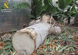 Investigan la tala ilegal de un drago en una finca privada de Gáldar