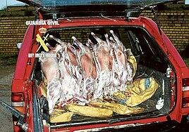 La carne de animales enfermos que también acaba en restaurantes «bonitos»