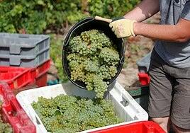 La champaña de sangre va a juicio en Francia