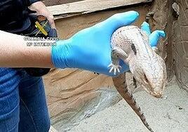 Operación Naja-GC: hasta cuatro años de cárcel por la mayor colección privada de animales peligrosos