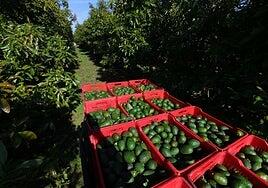 Absueltos dos acusados de robar 100 kilos de aguacate en Tenerife por haber prescrito el delito