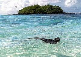 Malos tiempos para las iguanas