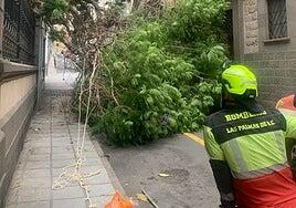El viento causa incidencias en Las Palmas de Gran Canaria: cae un árbol en Triana y cierran el Jardín Canario