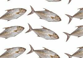 Medregal, el pescado de las costas canarias que triunfa en la alta cocina