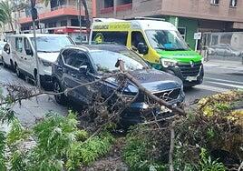 Susto en Primero de Mayo: la caída de una rama de grandes dimensiones provoca importantes daños en dos vehículos