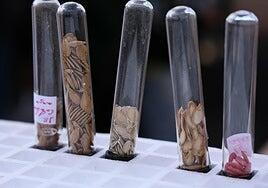 Abre el plazo para la venta de árboles frutales, semillas y terrenos para cebollino