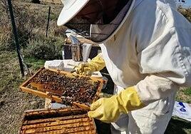 Al menos 24 heridos en el centro de Francia por un espectacular ataque de abejas