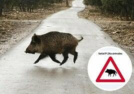 Alerta por el aumento de accidentes de tráfico con animales: Vigila los siguientes puntos