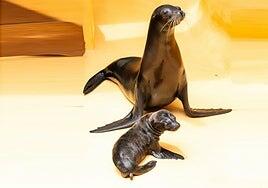 Loro Parque se consolida como referente en la cría de leones marinos