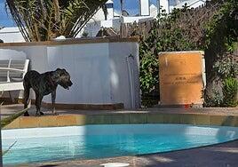 Investigan a un vecino de Haría tras las denuncias vecinales por los ataques de sus perros