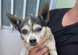 Rescatan a un perro arrojado en un contenedor soterrado de Vecindario