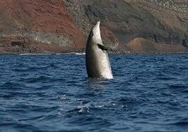 Mar de las Calmas: luces y sombras del primer Parque Nacional Marino