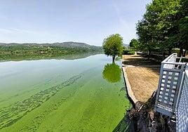 Una sentencia histórica condena a la Xunta y al Estado por la contaminación del embalse de As Conchas por las macrogranjas