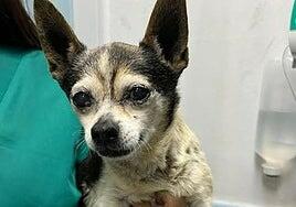 Patuco sigue ingresado y medicado tras ser rescatado de un contenedor de basura