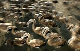 Los flamencos españoles amenazan el arroz del risotto italiano