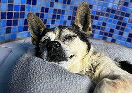 El Seprona avanza en la investigación para dar con el autor de arrojar a Patuco a la basura