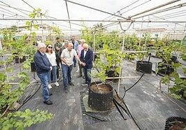 Arranca el primer vivero reproductor de vides de variedades certificadas y sin virus de Canarias