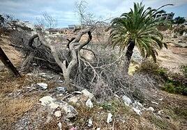 Colapso ecológico y abandono institucional