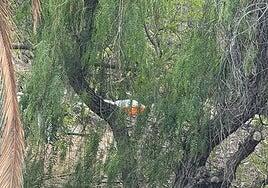 Homicidios investiga el hallazgo de un cadáver en los jardines de Paseo de Chil