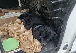 Rescatan a un perro cuando estaba a punto de ahogarse en el Puerto de La Luz y de Las Palmas