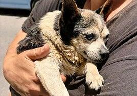 La conciencia ciudadana cerca el maltrato animal en Canarias: Patuco «no es un caso aislado»