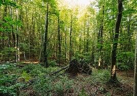 La aportación de los bosques europeos para frenar el cambio climático se desploma