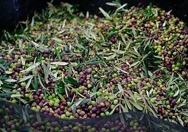 Arranca la recogida de la aceituna en Fuerteventura con cita previa para la almazara