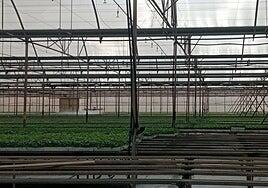 La última cooperativa de tomates de La Aldea retrasa su cultivo por falta de agua