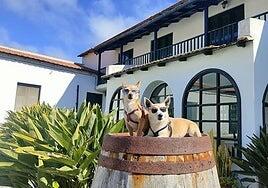 Una docena de negocios de la Ruta del Vino de Gran Canaria permiten mascotas