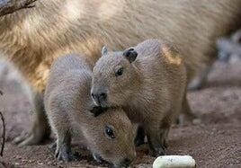 Nacen cuatro crías de capibara en la isla de Tenerife