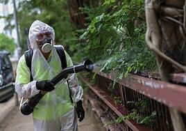 Un brote de chikungunya infecta a más de 7.000 personas en China y dispara las alarmas en el mundo