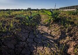 Muere un temporero mientras trabajaba en una finca de Lleida durante la ola de calor