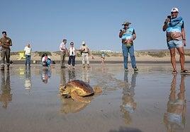 Chimayache: de Tenerife a Playa Blanca para la suelta de la tortuga
