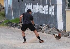 Acción contra las ratas en La Paterna: comienza la retirada de gallos y gallinas