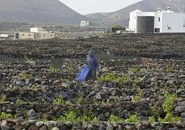 La escasez de uva hace peligrar las ayudas a los viticultores