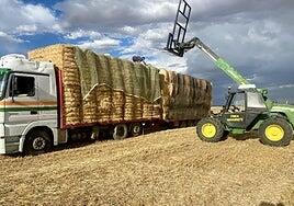 Un complejo turístico de Toledo se ofrece para acoger animales de las ganaderías afectadas por los incendios