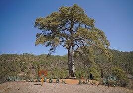 El Cabildo frena el deterioro del Pino Bonito de la presa de Las Niñas