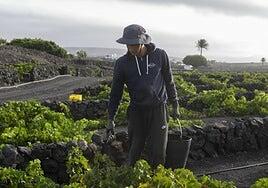 El sector del vino exige al Gobierno aligerar las inspecciones de la filoxera para salvar la vendimia