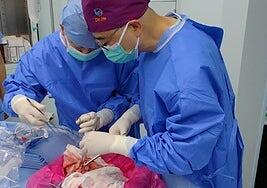 Realizan el primer trasplante de un pulmón de cerdo a un paciente humano