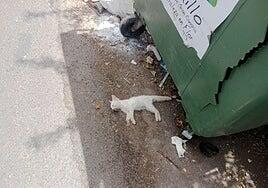 Hallan varios gatos muertos en la Era de Mota con síntomas de un posible envenenamiento