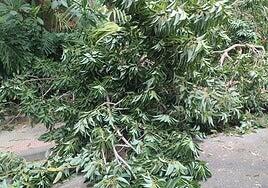 La asociación Santa María Goretti denuncia «la inacción de Parques y Jardines» en Piletas