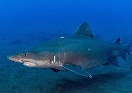 Nuevos avistamientos del tiburón solrayo en el Mar de las Calmas