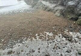 Haría atribuye los malos olores de Punta Mujeres a las algas